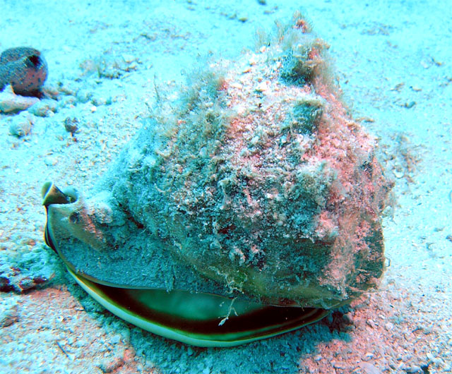 Cassis cornuta, Pulau Tioman, West Malaysia