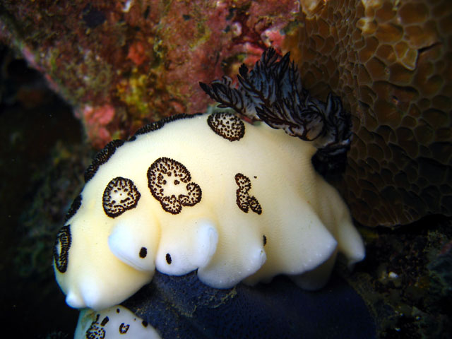 Jorunna funebris, Puerto Galera, Mindoro, Philippines