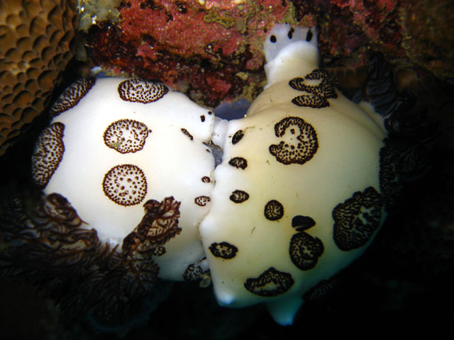 Jorunna funebris, Puerto Galera, Mindoro, Philippines