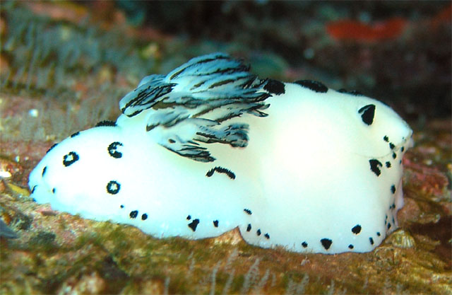 Jorunna funebris, Pulau Tioman, West Malaysia