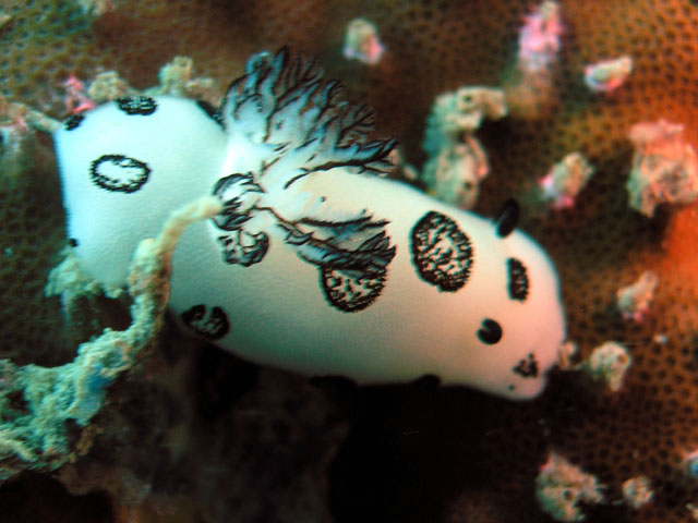 Jorunna funebris, Pulau Tioman, West Malaysia