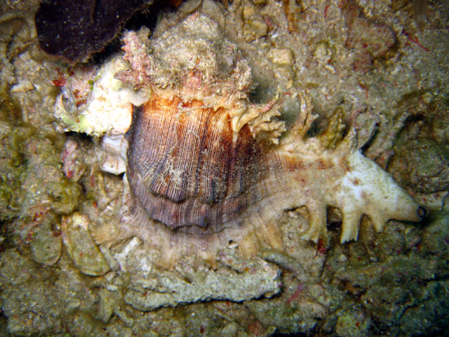 Murex shell (Chicoreus sp.), Pulau Badas, Indonesia