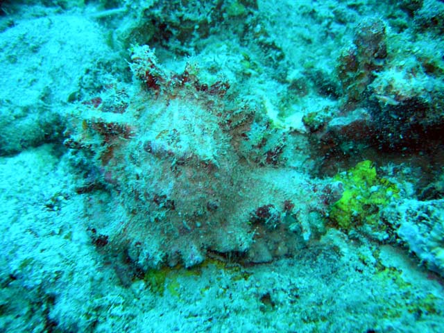 Murex shell (Chicoreus sp.), Pulau Aur, West Malaysia