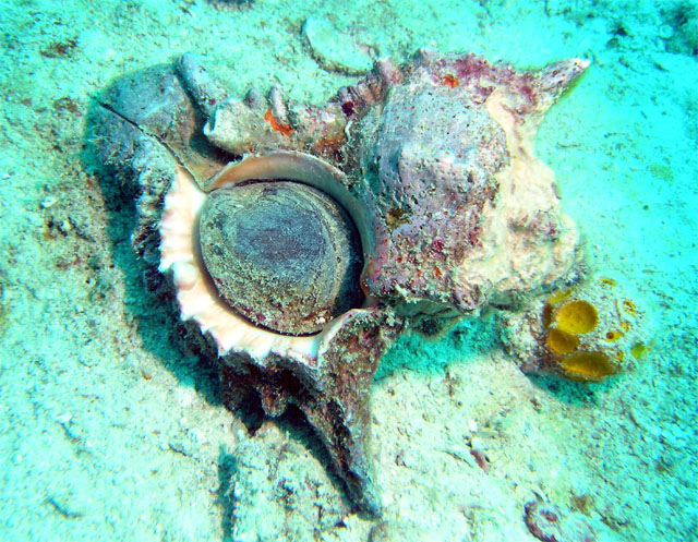 Murex shell (Chicoreus sp.), Pulau Tioman, West Malaysia