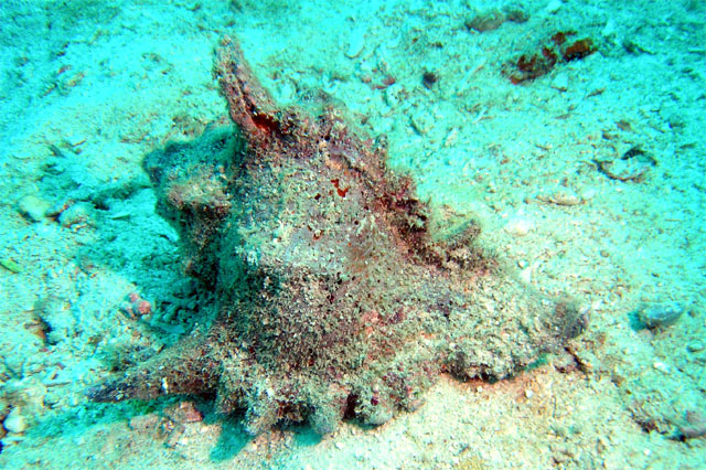 Murex shell (Chicoreus sp.), Pulau Tioman, West Malaysia