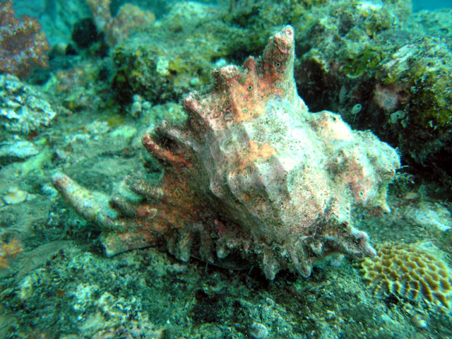 Murex shell (Chicoreus sp.), Pulau Tioman, West Malaysia