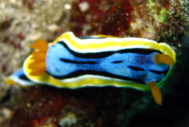 Elizabeth's chromodoris (Chromodoris elisabethina), Bali, Indonesia