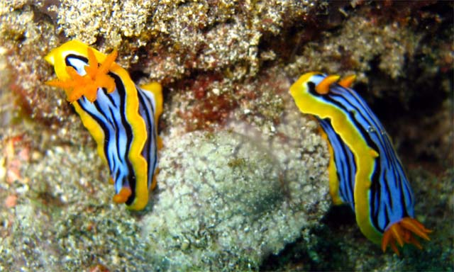 Elizabeth's chromodoris (Chromodoris elisabethina), Bali, Indonesia