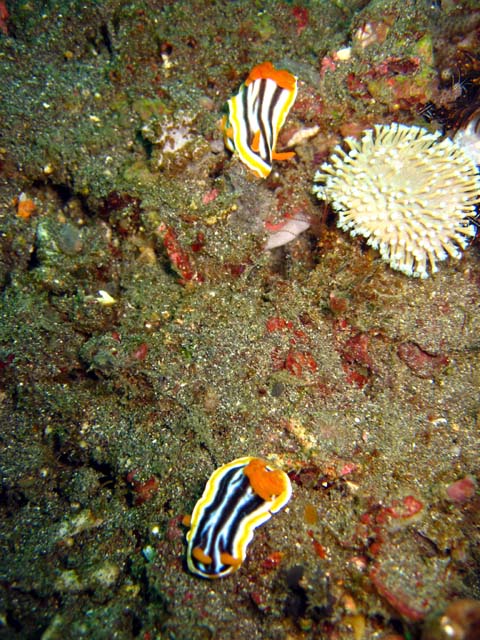 Magnificent chromodoris (Chromodoris magnifica), Bali, Indonesia