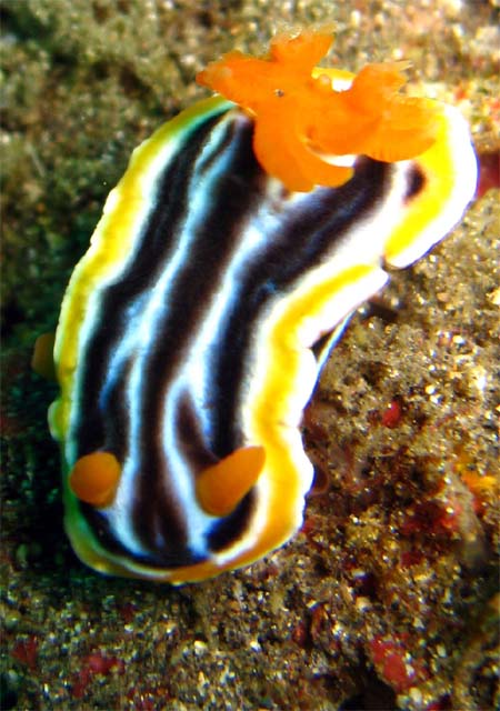 Magnificent chromodoris (Chromodoris magnifica), Bali, Indonesia