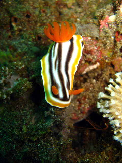 Magnificent chromodoris (Chromodoris magnifica), Bali, Indonesia