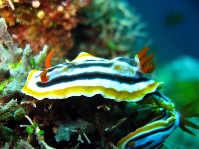 Magnificent chromodoris (Chromodoris magnifica), Bali, Indonesia