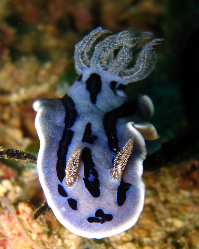 Willan's chromodoris (Chromodoris willani), Puerto Galera, Mindoro, Philippines