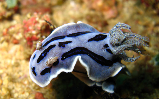 Willan's chromodoris (Chromodoris willani), Puerto Galera, Mindoro, Philippines