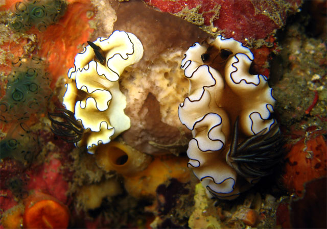 Blackmargined glossodoris (Glossodoris atromarginata), Puerto Galera, Mindoro, Philippines