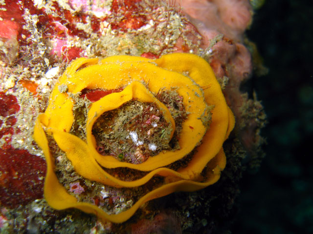 Nudibranch eggs, Puerto Galera, Mindoro, Philippines