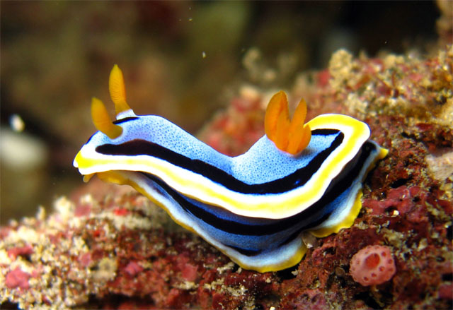 Anna's chromodoris (Chromodoris annae), Puerto Galera, Mindoro, Philippines