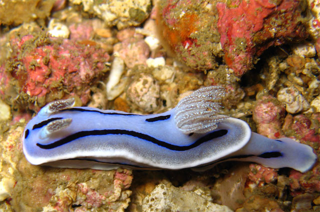 Willan's chromodoris (Chromodoris willani), Puerto Galera, Mindoro, Philippines