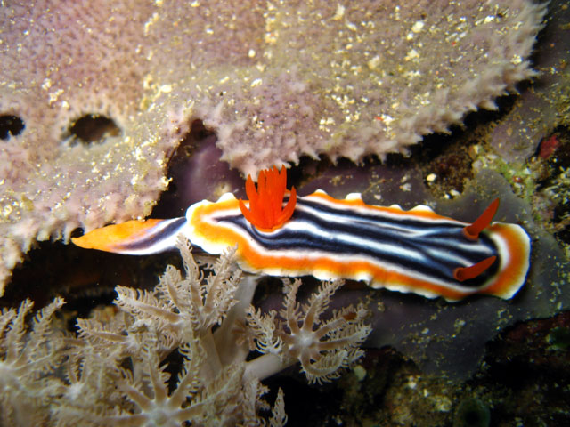 Magnificent chromodoris (Chromodoris magnifica), Puerto Galera, Mindoro, Philippines