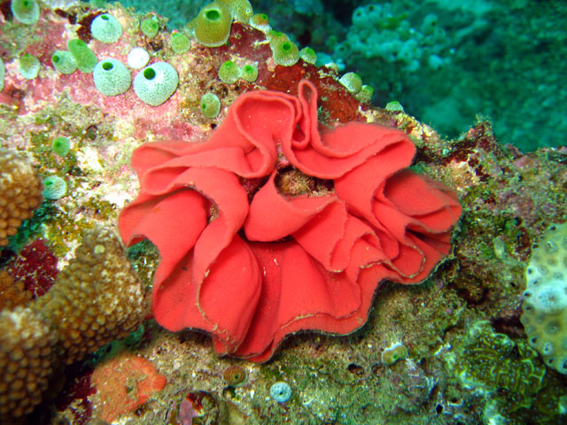 Nudibranch eggs, Puerto Galera, Mindoro, Philippines