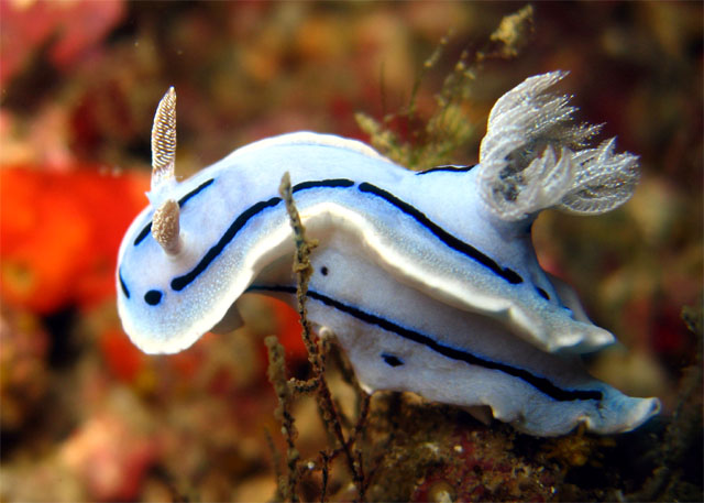 Willan's chromodoris (Chromodoris willani), Puerto Galera, Mindoro, Philippines