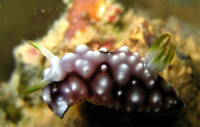 Geometric Chromodoris (Chromodoris geometrica), Subic Bay, Philippines