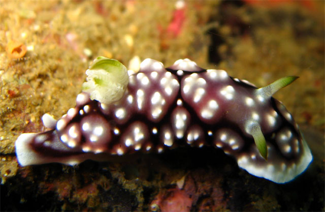 Geometric Chromodoris (Chromodoris geometrica), Subic Bay, Philippines