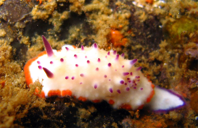 Marie's Mexichromis (Mexichromis mariei), Subic Bay, Philippines