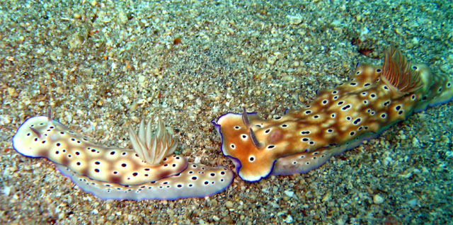 Tyrons risbecia (Risbecia tyroni), Subic Bay, Philippines