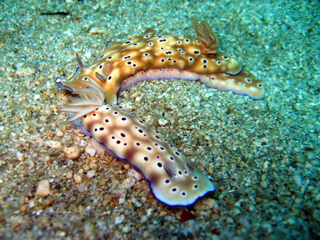 Tyrons risbecia (Risbecia tyroni), Subic Bay, Philippines