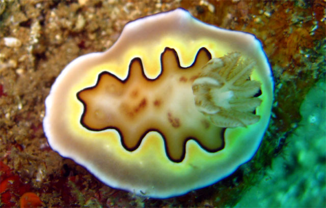 Coi's chromodoris (Chromodoris coi), Subic Bay, Philippines