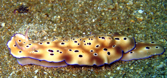 Tyrons risbecia (Risbecia tyroni), Subic Bay, Philippines