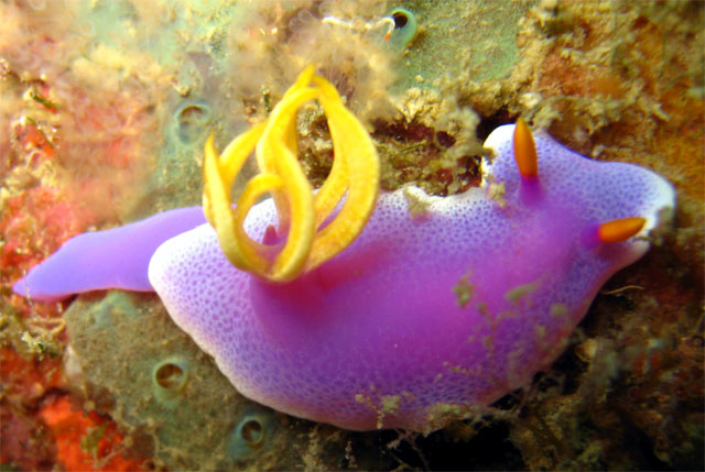 Hypselidoris bullockii, Pulau Aur, West Malaysia