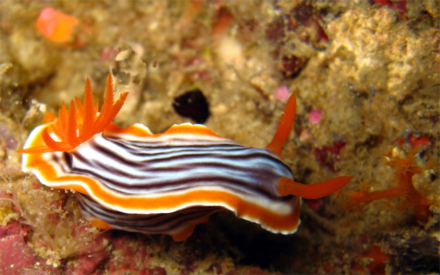 Magnificent chromodoris (Chromodoris magnifica), Pulau Aur, West Malaysia