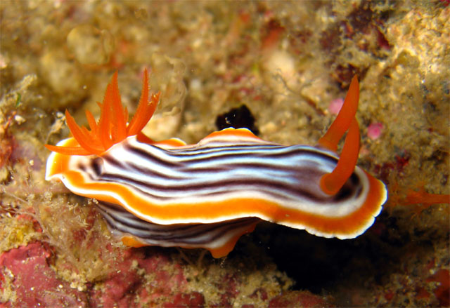 Magnificent chromodoris (Chromodoris magnifica), Pulau Aur, West Malaysia