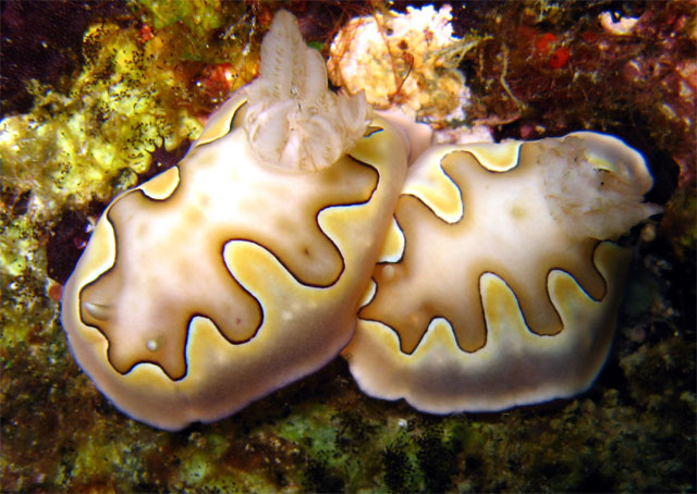 Coi's chromodoris (Chromodoris coi), Pulau Aur, West Malaysia