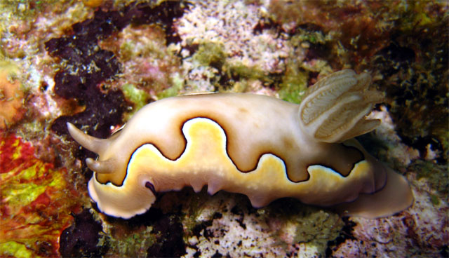 Coi's chromodoris (Chromodoris coi), Pulau Aur, West Malaysia