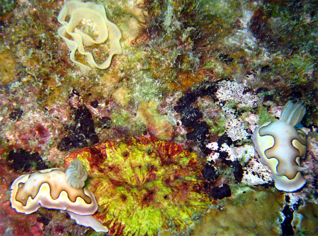 Coi's chromodoris (Chromodoris coi), Pulau Aur, West Malaysia