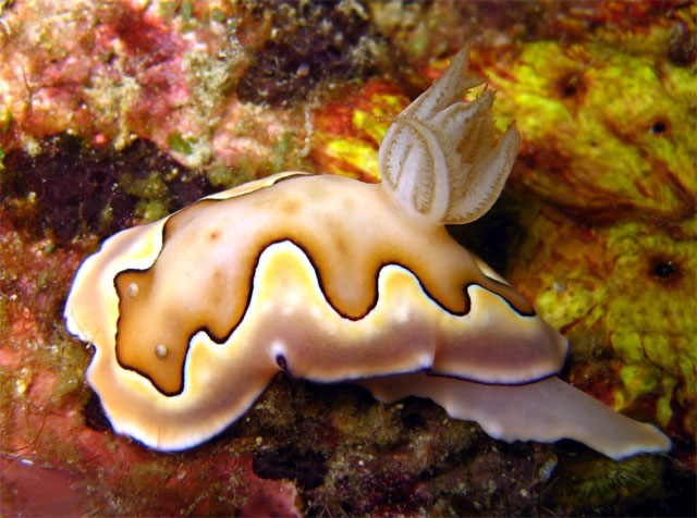 Coi's chromodoris (Chromodoris coi), Pulau Aur, West Malaysia