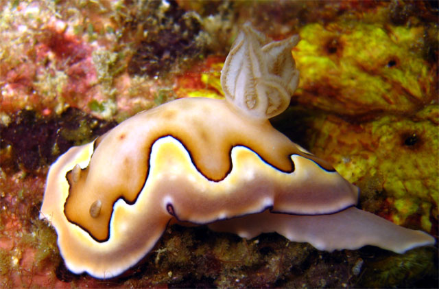 Coi's chromodoris (Chromodoris coi), Pulau Aur, West Malaysia