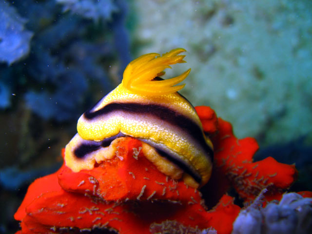 Possibly Coleman's Chromodoris (Chromodoris colemani), Puerto Galera, Mindoro, Philippines