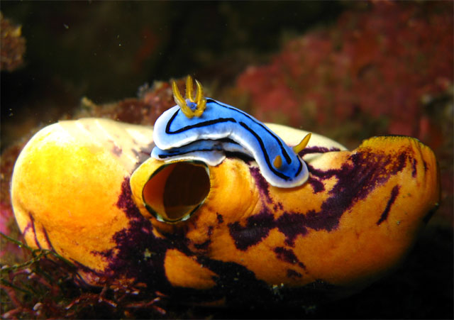 Chromodoris nudibranch (Chromodoris sp) on seasquirt, Puerto Galera, Mindoro, Philippines