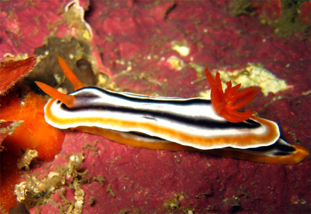 Magnificent chromodoris (Chromodoris magnifica), Puerto Galera, Mindoro, Philippines