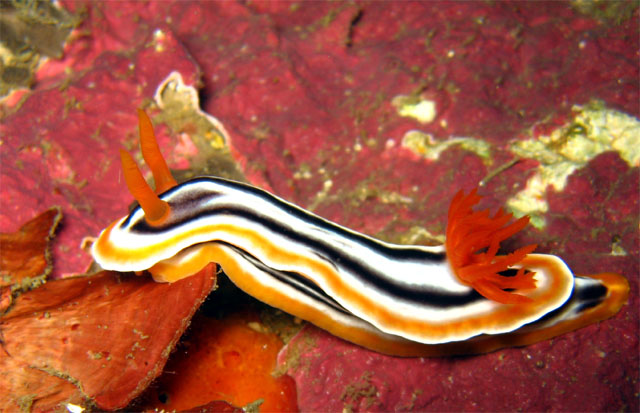 Magnificent chromodoris (Chromodoris magnifica), Puerto Galera, Mindoro, Philippines