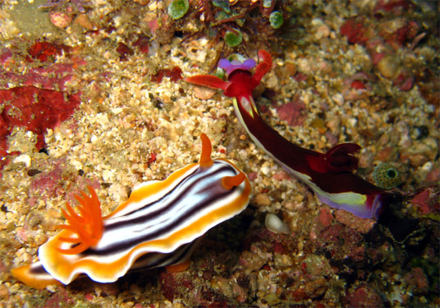 Magnificent chromodoris (Chromodoris magnifica) and Chamberlain's nembrotha (Nembrotha chamberlaini), Puerto Galera, Mindoro, Philippines