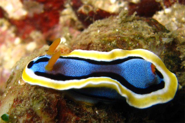 Anna's chromodoris (Chromodoris annae), Puerto Galera, Mindoro, Philippines