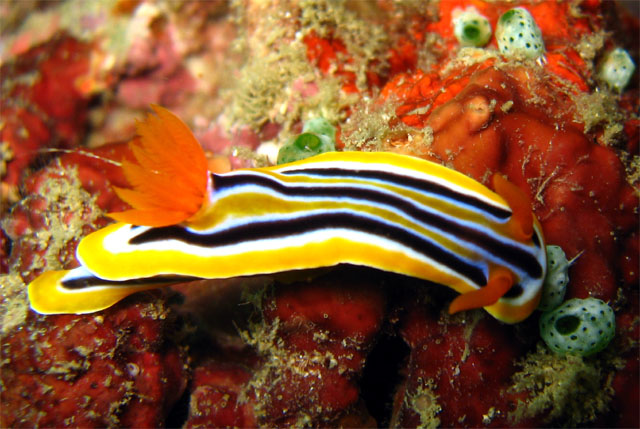 Possibly Coleman's Chromodoris (Chromodoris colemani), Puerto Galera, Mindoro, Philippines