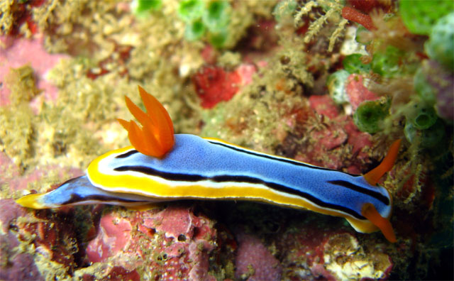 Anna's chromodoris (Chromodoris annae), Puerto Galera, Mindoro, Philippines