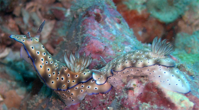 Tyrons risbecia (Risbecia tyroni), Perhentian islands, West Malaysia