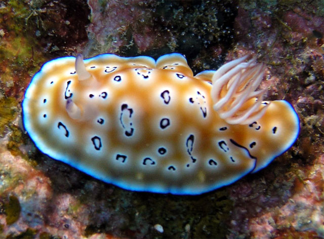 Leopard chromodoris (Chromodoris leopardusi), Pulau Redang, West Malaysia